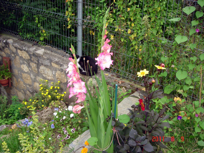 DSC01268 - Vara 2011