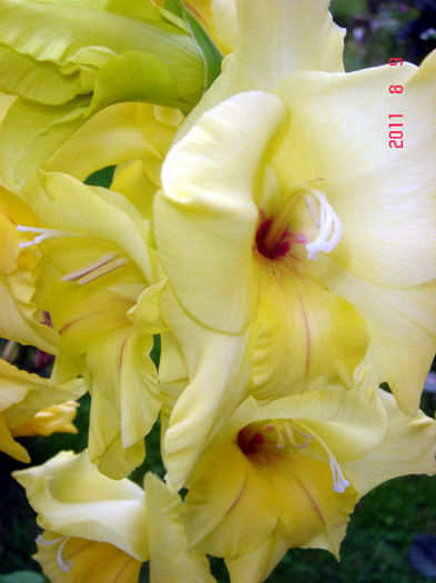 DSC01245 - Vara 2011