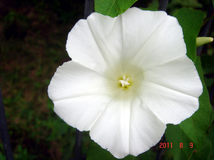 DSC01254 - Vara 2011