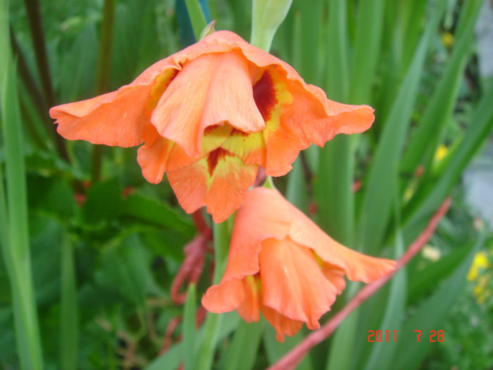 DSC01212 - Vara 2011