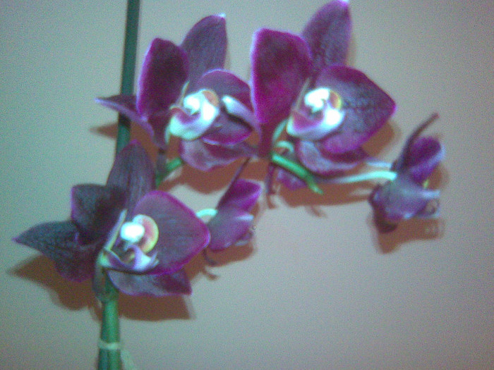 phalaenopsis