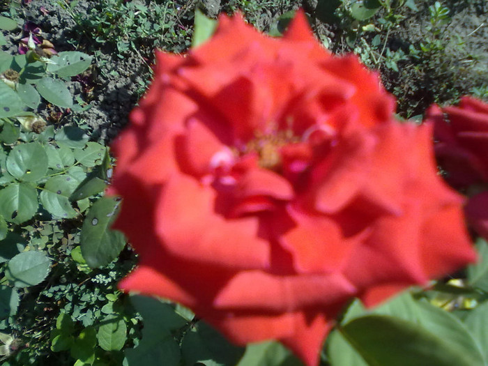 trandafir de gradina - Trandafirii lui tata