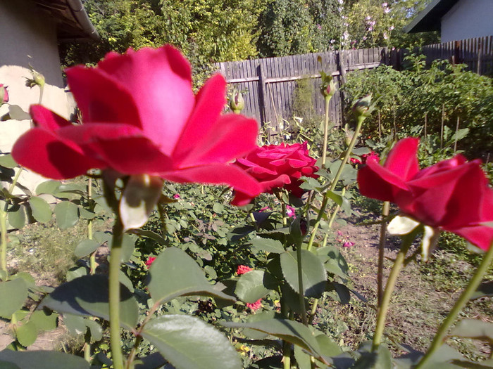 trandafir - Trandafirii lui tata