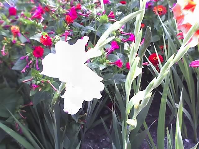 08-08-11_1830 - GLADIOLE_2011