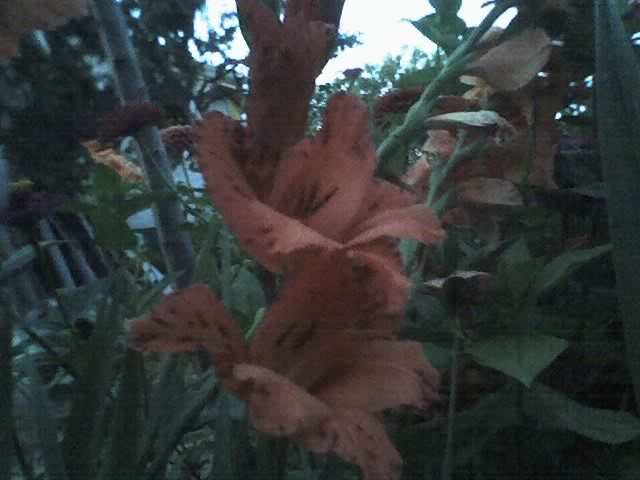 08-08-11_2106 - GLADIOLE_2011