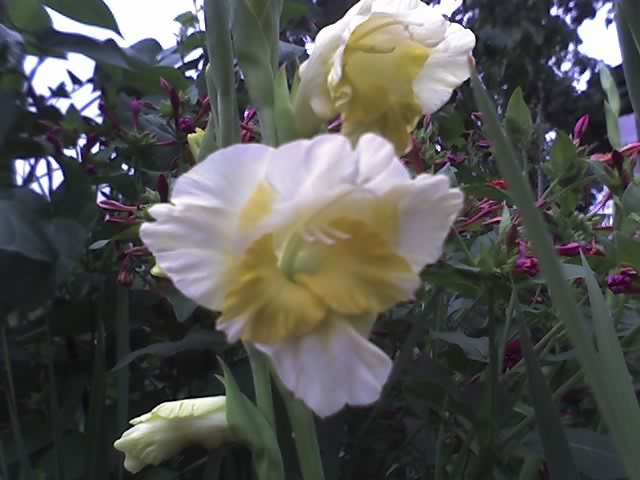 09-08-11_galbene - GLADIOLE_2011