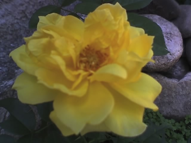 trandafir Golden Delight; Inaltime, aspect: vigoare medie, 60-80 cm, frunzis verde-inchis, lucios
Floare: galben auriu, flori
