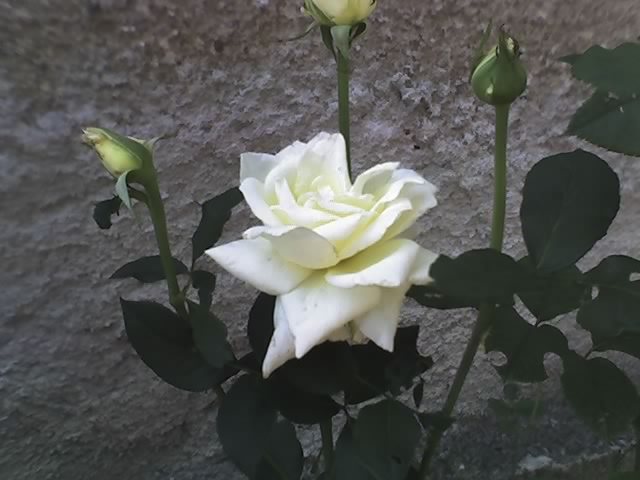 trandafir Virgo teahibrid - TRANDAFIRII 2011
