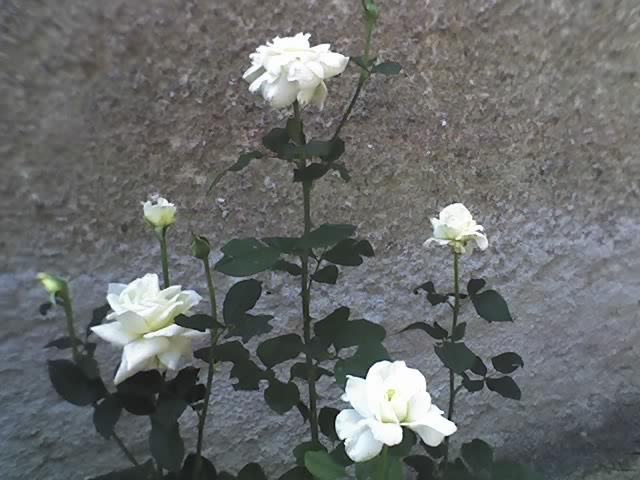trandafir alb pentru flori taiate; Inaltime, aspect: tufe de vigoare medie 60-80 cm, frunze groase, lucioase, cu ghimpi putini
Floare:

