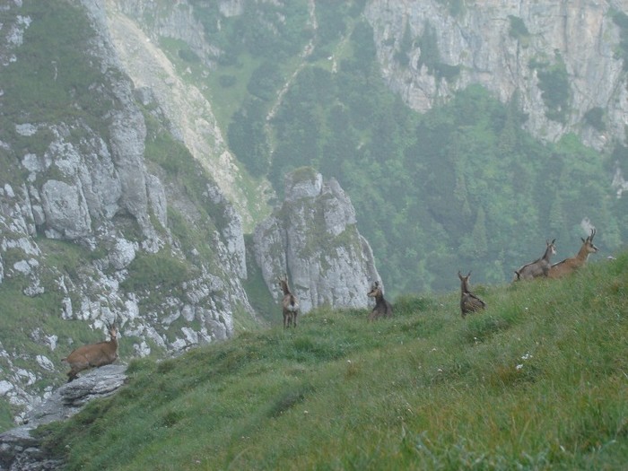 DSC08497 - Muntii Bucegi