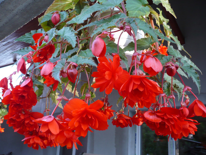 036 - muscate si alte plante de balcon