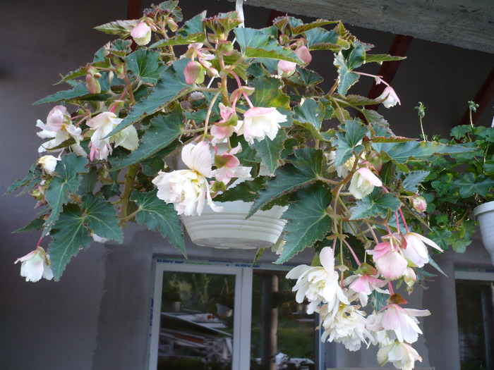 042 - muscate si alte plante de balcon