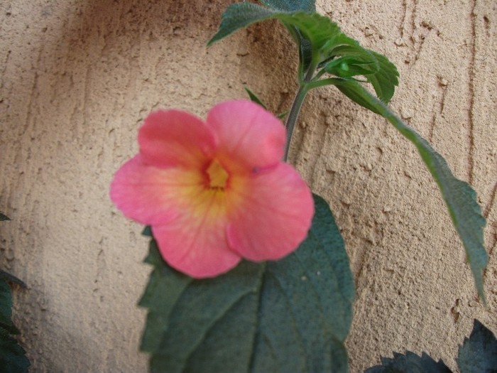 Sweet And Sour - Achimenes 2011