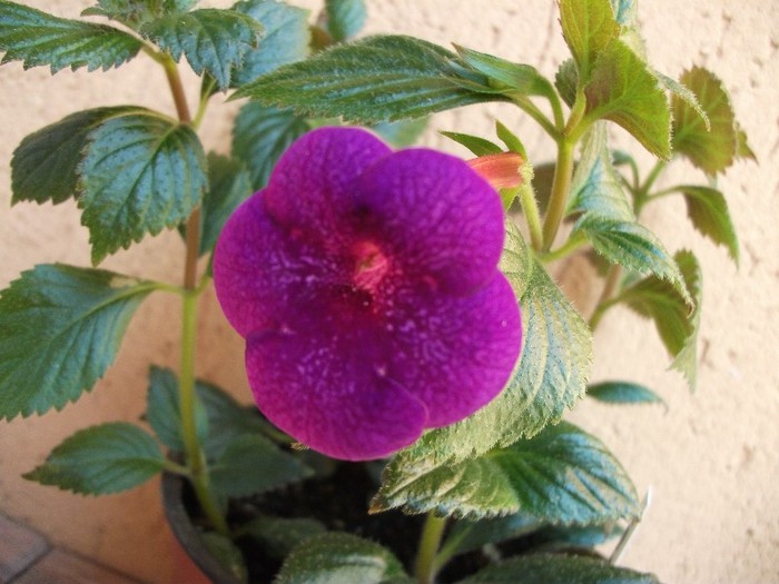Jenifer Goode - Achimenes 2011