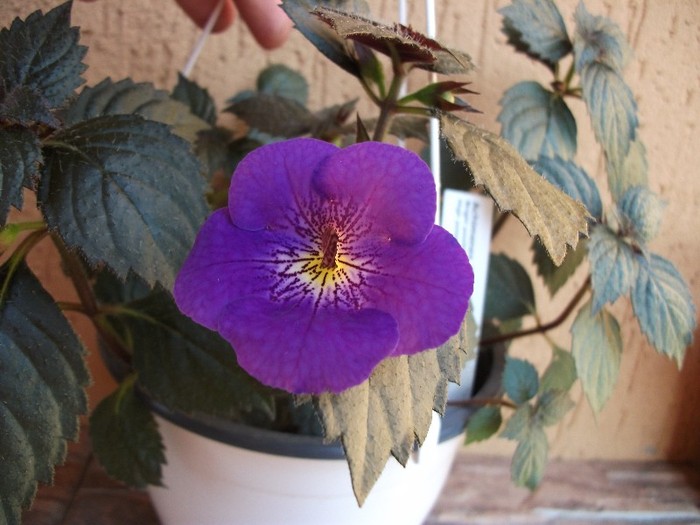 Rainbow - Achimenes 2011