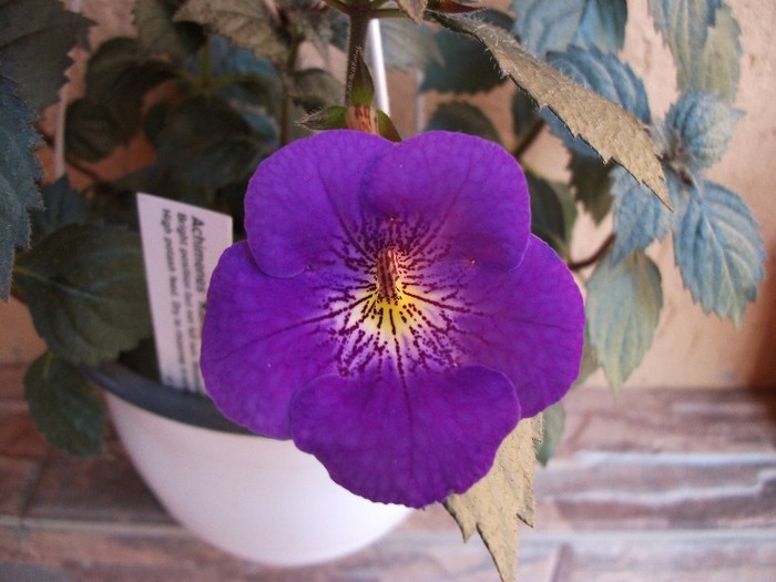 Rainbow - Achimenes 2011