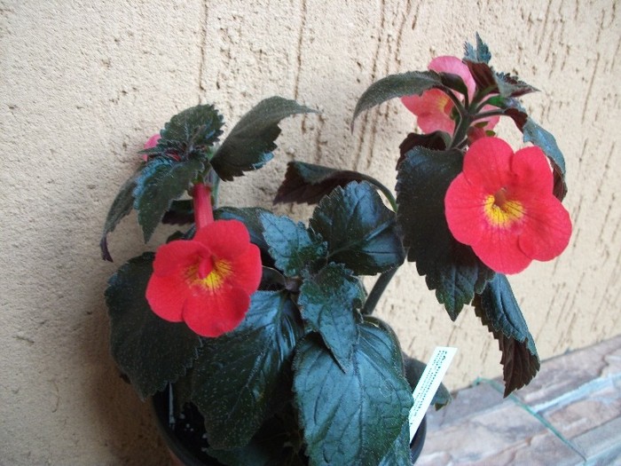 Inferno - Achimenes 2011