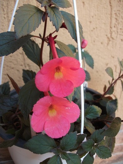 Coral Sunset - Achimenes 2011