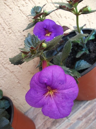 Crummok Water - Achimenes 2011
