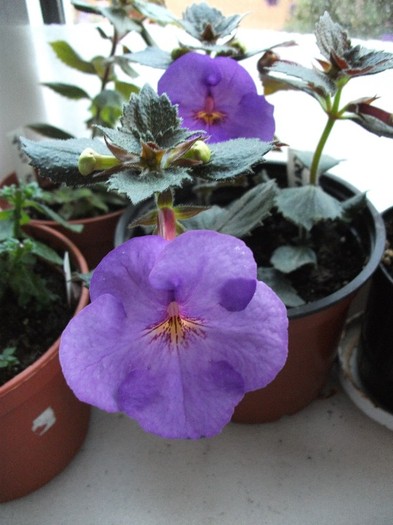Crummok Water - Achimenes 2011
