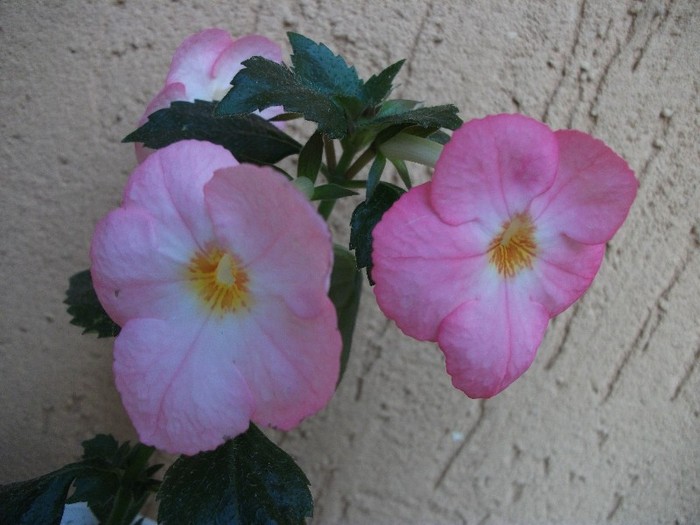 Vie en Rose - Achimenes 2011