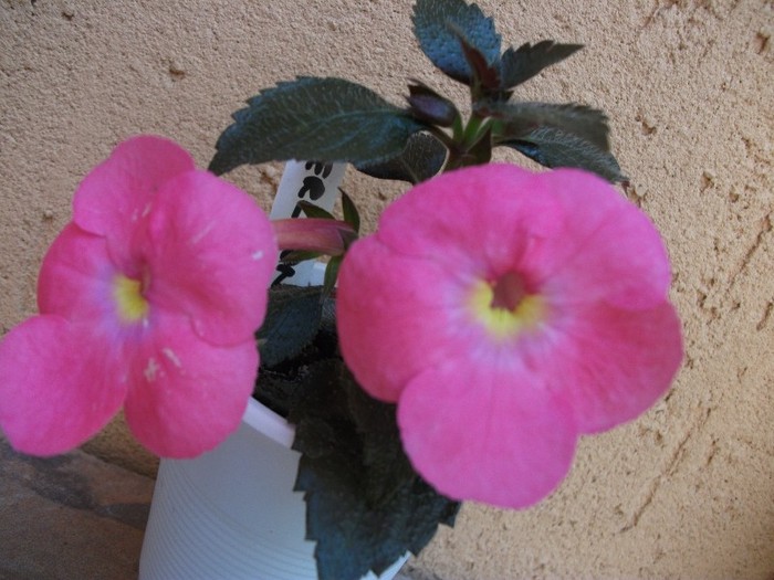 Erlkonig - Achimenes 2011
