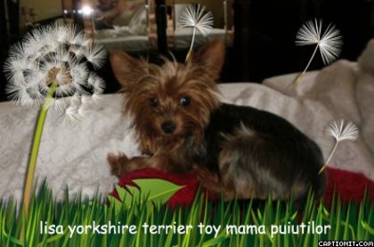 lisa - 02  arad 18 07 2011 yorkshire terrier toy toy lisa