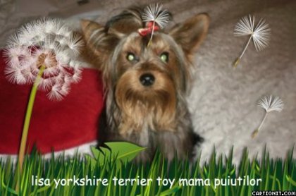 lisa - 02  arad 18 07 2011 yorkshire terrier toy toy lisa