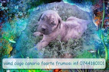 captionit1105417703D31