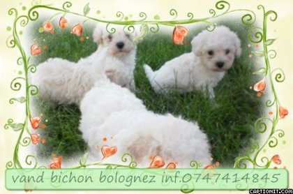 captionit1104005239D32 - 06 arad bichon bolognez