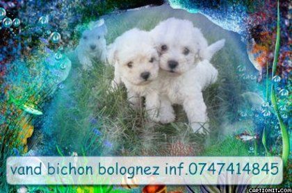 captionit1105507635D32 - 06 arad bichon bolognez