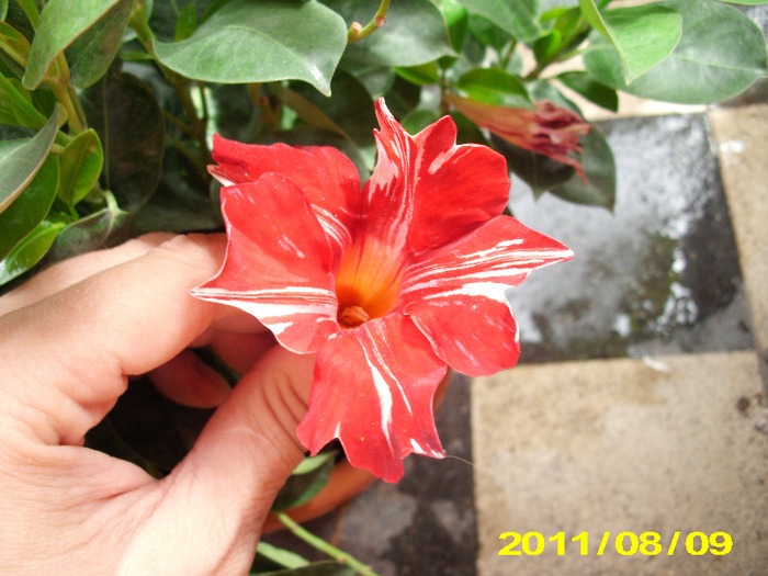 Picture 066 - hibiscus