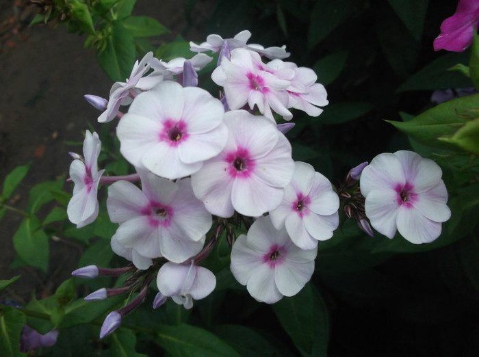 brumarele [phlox] - flori de gradina