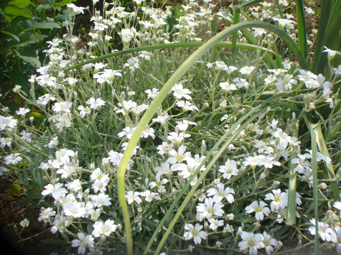 cerastium - flori de gradina