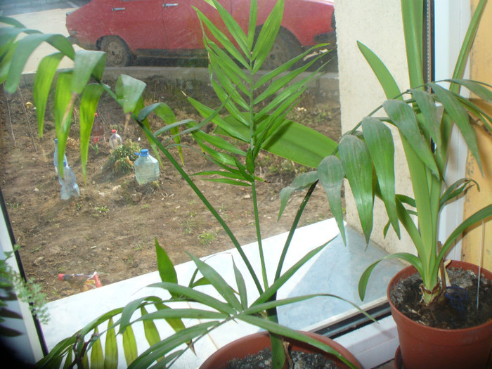 palmier - flori in casa