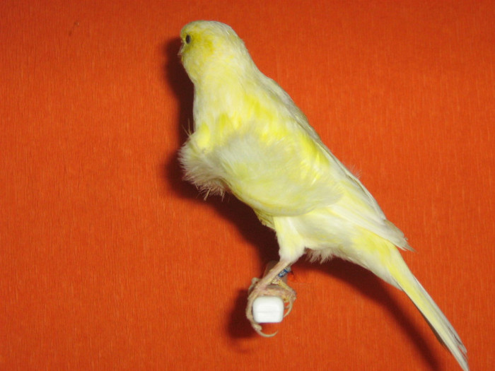 IMG_2428 - Canari mei 07-09