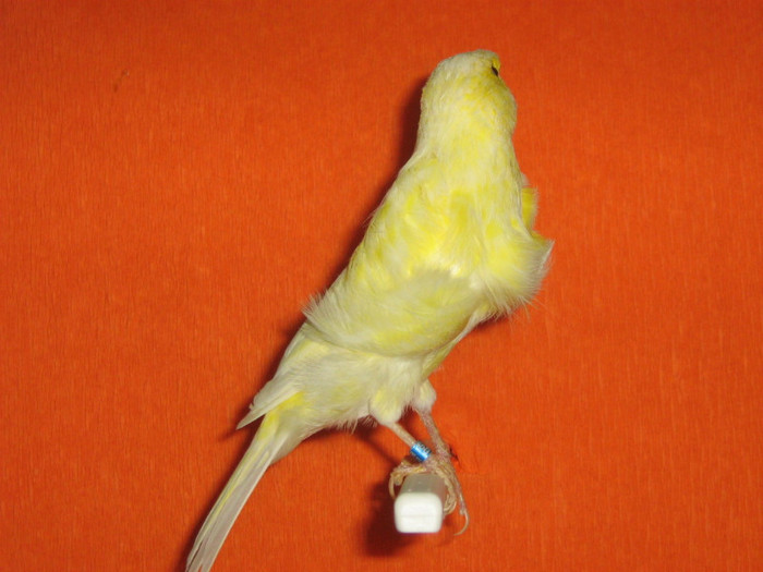 IMG_2429 - Canari mei 07-09