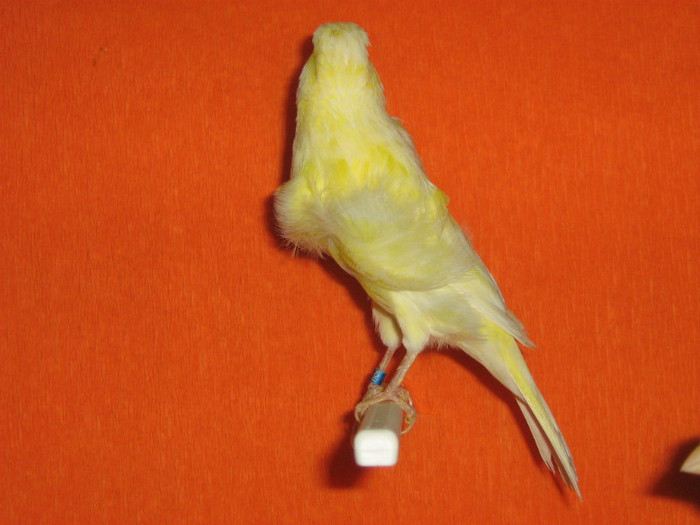 IMG_2431 - Canari mei 07-09