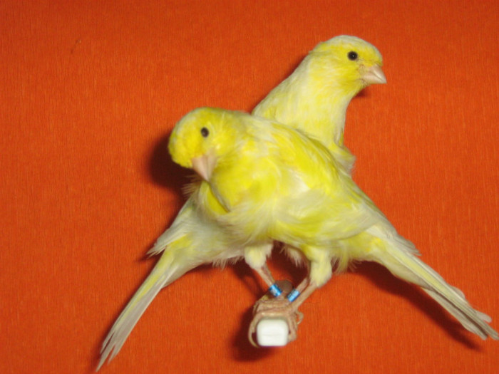 IMG_2432 - Canari mei 07-09