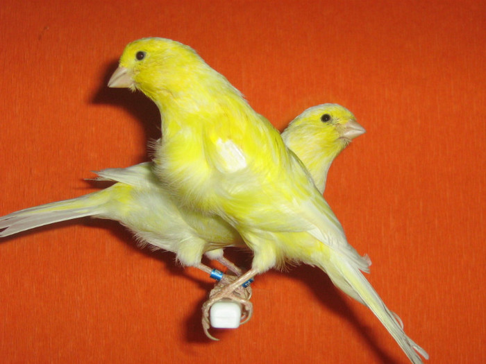 IMG_2433 - Canari mei 07-09