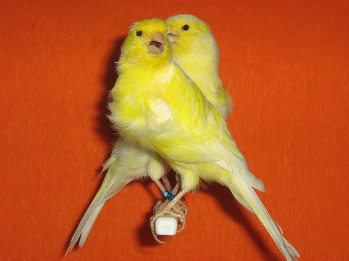 IMG_2434 - Canari mei 07-09