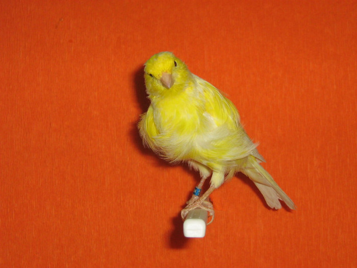 IMG_2435 - Canari mei 07-09