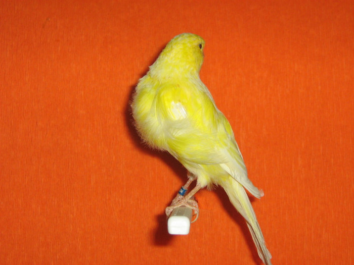 IMG_2436 - Canari mei 07-09