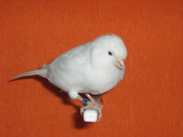 IMG_2443 - Canari mei 07-09