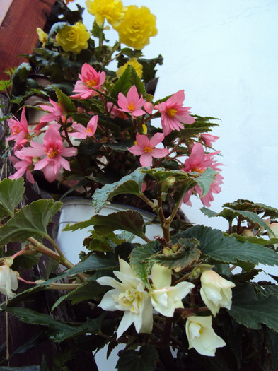 DSC03041