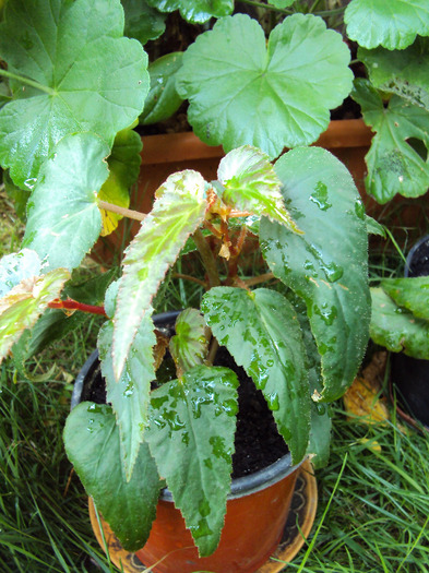 pui de begonia orange