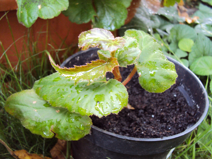 pui de begonia alb