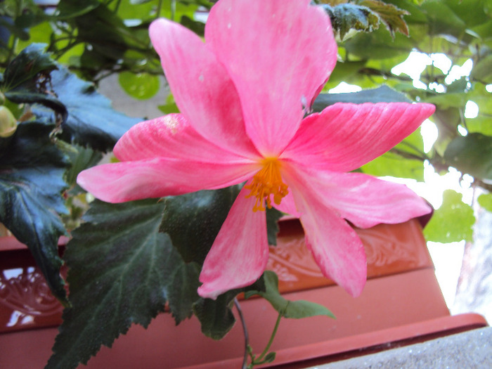 DSC03106