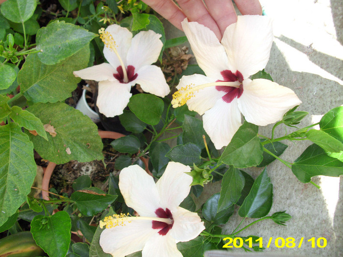Picture 009 - flori