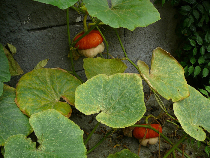 P1300371 - Dovlecei ornamentali - gradina 2011